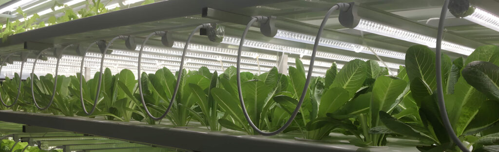Led Grow lights