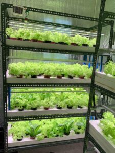 Plant Growing Rack