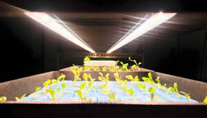 Plant seedling stage