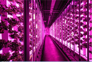 plant factory