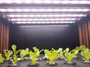vegetative growth period